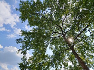 tree in the sky