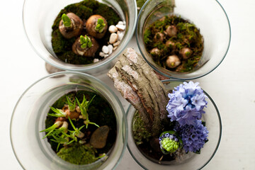 Spring flowers bulbs in bell jar glass recipients in morning light