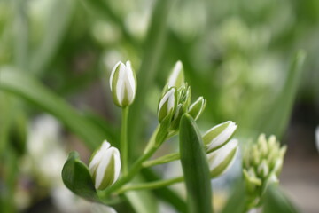 Fototapeta premium Milchstern