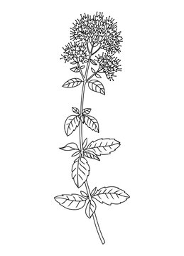 black and white mint plant drawing clip art preview
