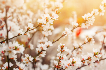 Obraz premium Closeup tender flowers of blooming cherry, floral white branch of sakura under sunlight, spring in soft romantic tones
