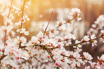 Closeup tender flowers of blooming cherry, floral white branch of sakura under sunlight, spring in soft romantic tones