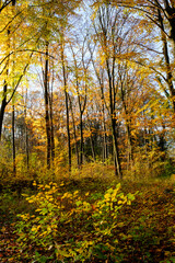 Laubwald im Herbst, Nordrhein-Westfalen, Deutschland, Europa