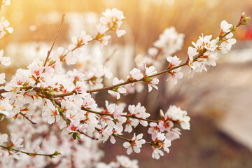 Closeup tender flowers of blooming cherry, floral white branch of sakura under sunlight, spring in soft romantic tones