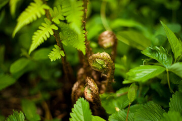 Closeup of fern bud