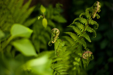 Closeup of fern bud