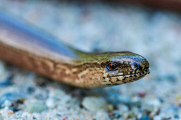 Close up headshot of a slow worm or blindworm