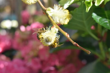 Bienen auf Palmkätzchen 