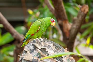 colorful parrot sitting on a stone