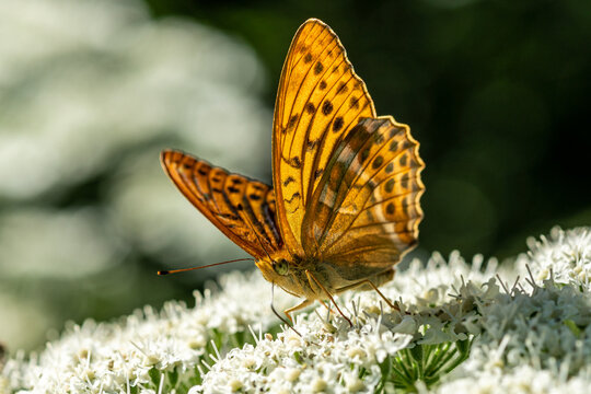 Close up of a Silver Washed Fritillary butterfly on a white flower