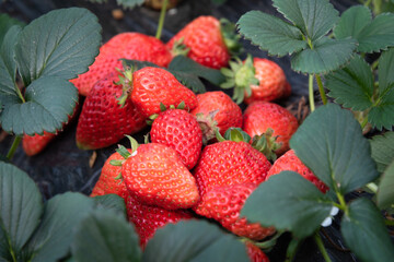 strawberry on market