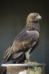Brown eagle sitting and waiting before fly
