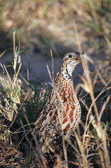 Close up of a Francolin calling, South Africa
