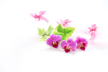 Fototapeta na wymiar ピンクの胡蝶蘭とアイビーのデザイン