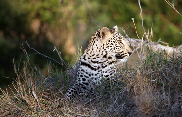 Leopard resting in the evening sunlight, South Africa
