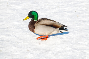 Obraz premium Ducks left to spend the winter walk in the snow in the city park. On a cold winter day, ducks sit in the snow.