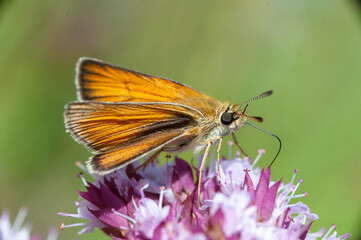 beautiful butterfly on a flower