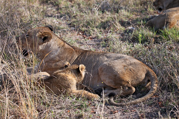Lion cub and mother, South Africa
