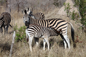 Fototapeta na wymiar Zebra foal feeding, South Africa 