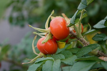 Nahaufnahme von roten Hagebutten am Strauch