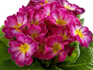 pink and purple flowers of primrose potted plant close up