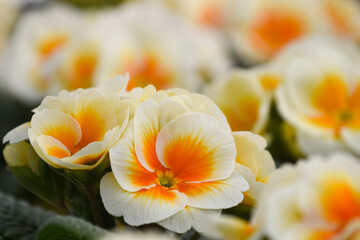 Kissenprimel © Tanya