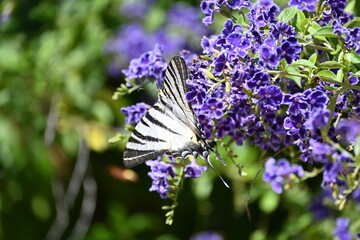 butterfly and violet flower