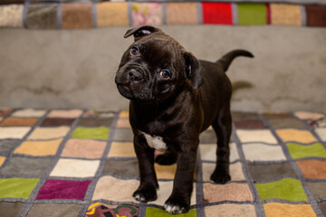 brown english staffordshire bull terrier puppy sitting on white background, close-up 
