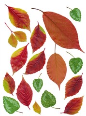 Obraz premium arrangement of multicolor leaves at autumn close up