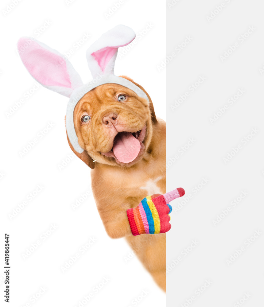 Poster happy puppy wearing easter rabbits ears points on empty white banner. isolated on white background