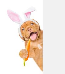 Happy puppy wearing easter rabbits ears looks from behind empty white banner and eats carrot. Isolated on white background