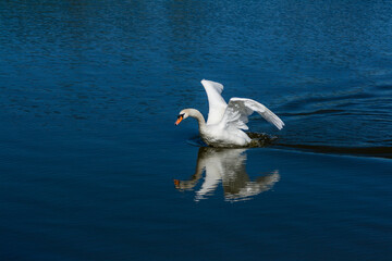 Beautiful swan floats on the lake
