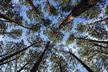Fototapeta premium trees and sky