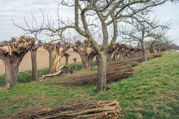 The pollard willows have just been pruned. The oxiers are bundled with orange rope and are now...