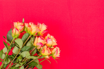 Rose flowers on a colored background