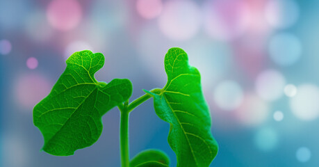 Leaves of a young plant on a pink turquoise background with bokeh effect