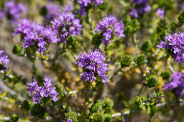 Greece Erikoussa Island, Ionian Islands, Europe, Corfu district, Heather shrubs on the Brakini beach
