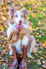 Border collie dog wearing rubber boots warm scarf sits at autumn park