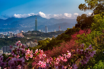 Beautiful view of cherry blossom with Taipei cityscape in Spring, Taiwan