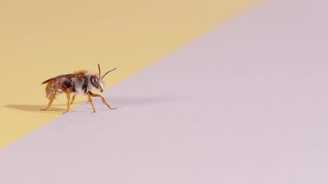 Honey Bee Standing By Its Legs On Table With Yellow And Pink Paint. - close up