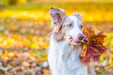 Fototapeta premium Adult Border collie dog holds autumn leaves in it mouth at a park. Empty space for text