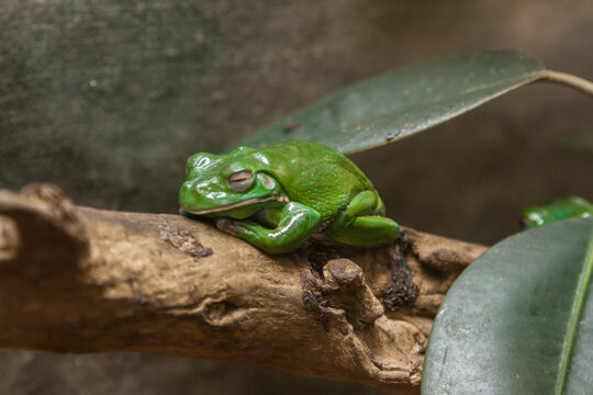 A green toad sits on a  branch