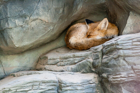 A fox who sleeps close up