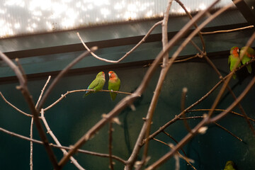 Couple in love close friends parrots sit on a close-up branch