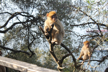 Two cute monkeys sitting in tree. Gibraltar top tourist attraction. Barbary Macaques (Macaca sylvanus)
