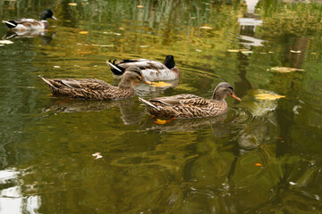 Ducks swimming on the lake