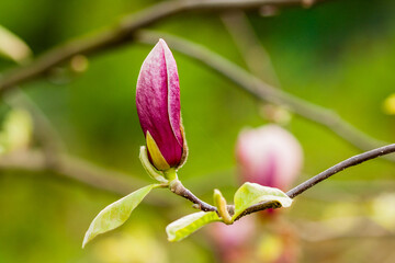 Naklejka na ściany i meble Macro blooming magnolia on a branch