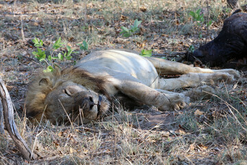 Old male lion sleeping at the side of a kill, South Africa
