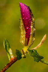 Macro Magnolia bud covered with drops