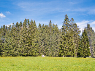 Fototapeta na wymiar A coniferous forest and a tree stump on a meadow on a sunny day, near Saint-Imier in the canton of Jura, Switzerland